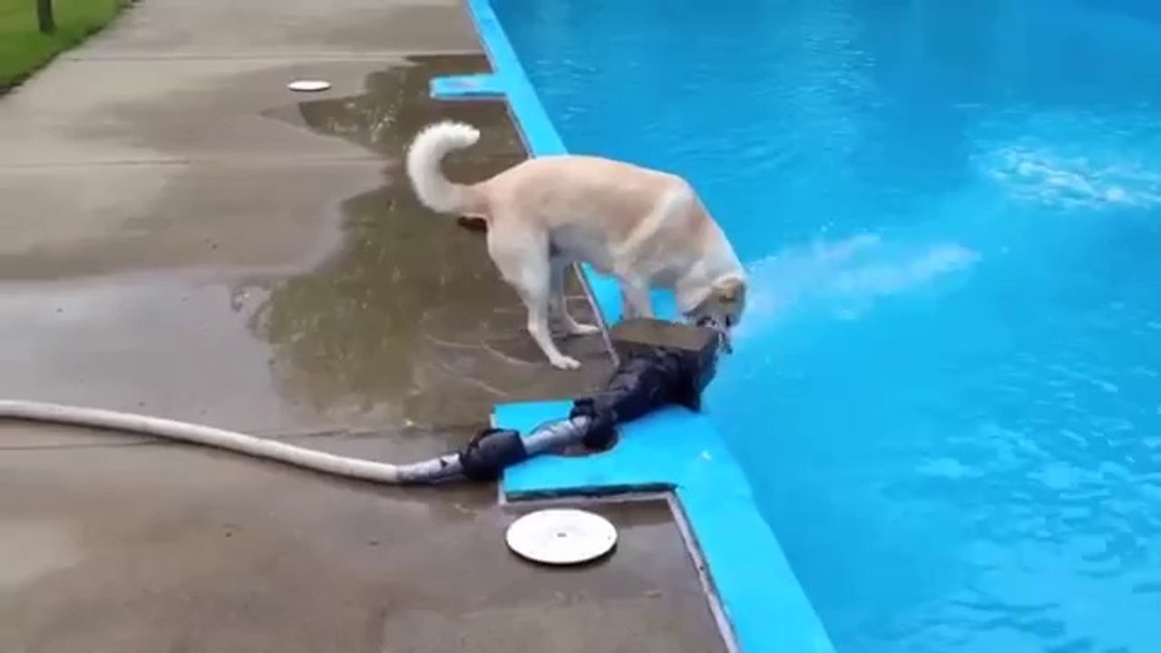 Hund fällt ins Swimming Pool