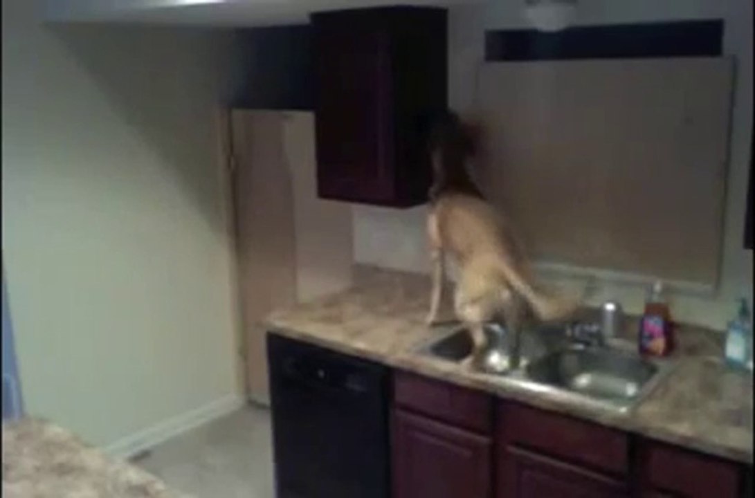 Hund flieht aus der Küche