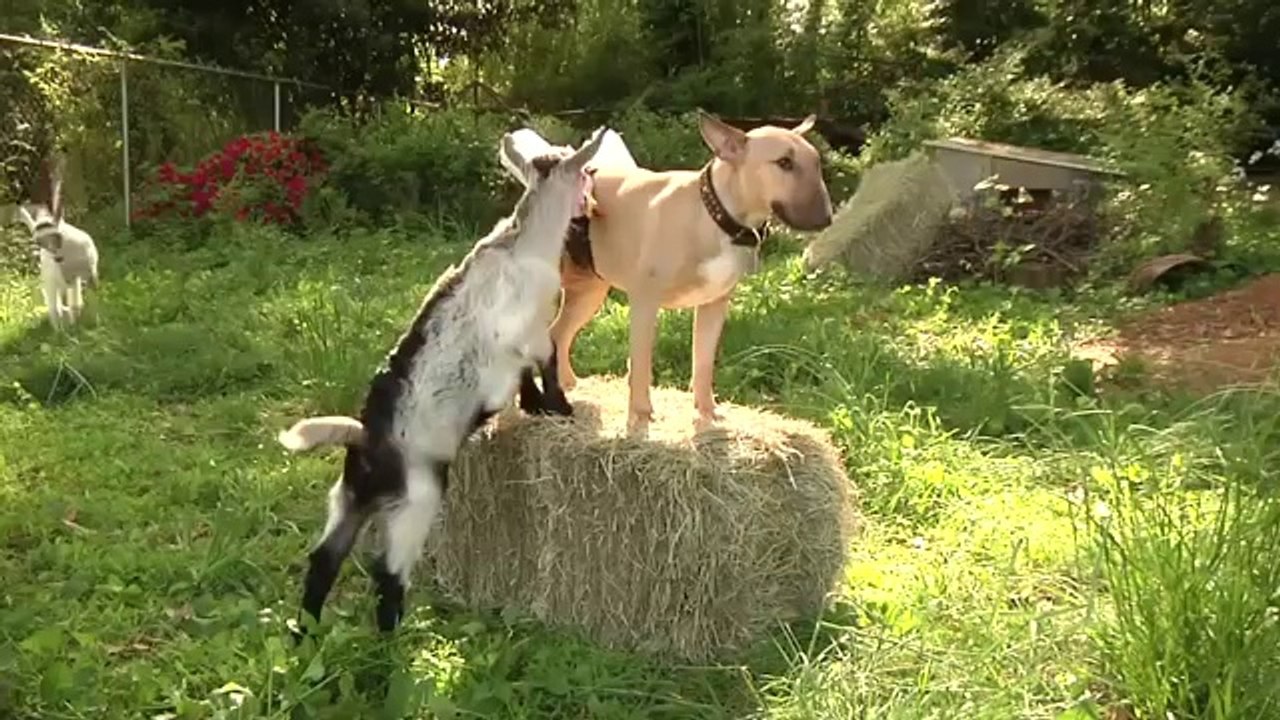 Hund gibt zwei Babyziegen Milch