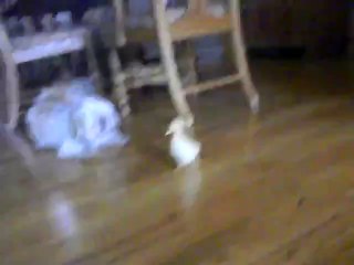 Hund hat Angst vor einem Entenküken