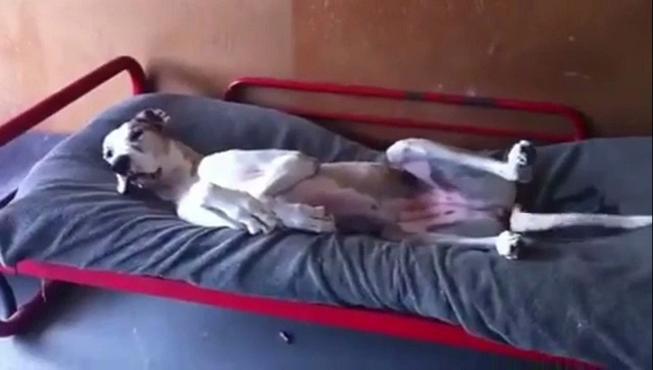 Hund hat keine Lust aufzustehen