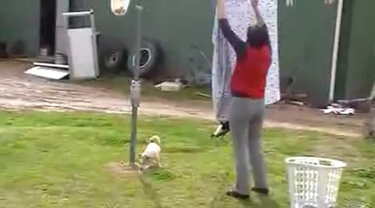 Australian Magpie Playing