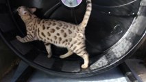 Leopardcats Raja of Hypnotic'Bengal dans sa roue - 1ère fois !!!
