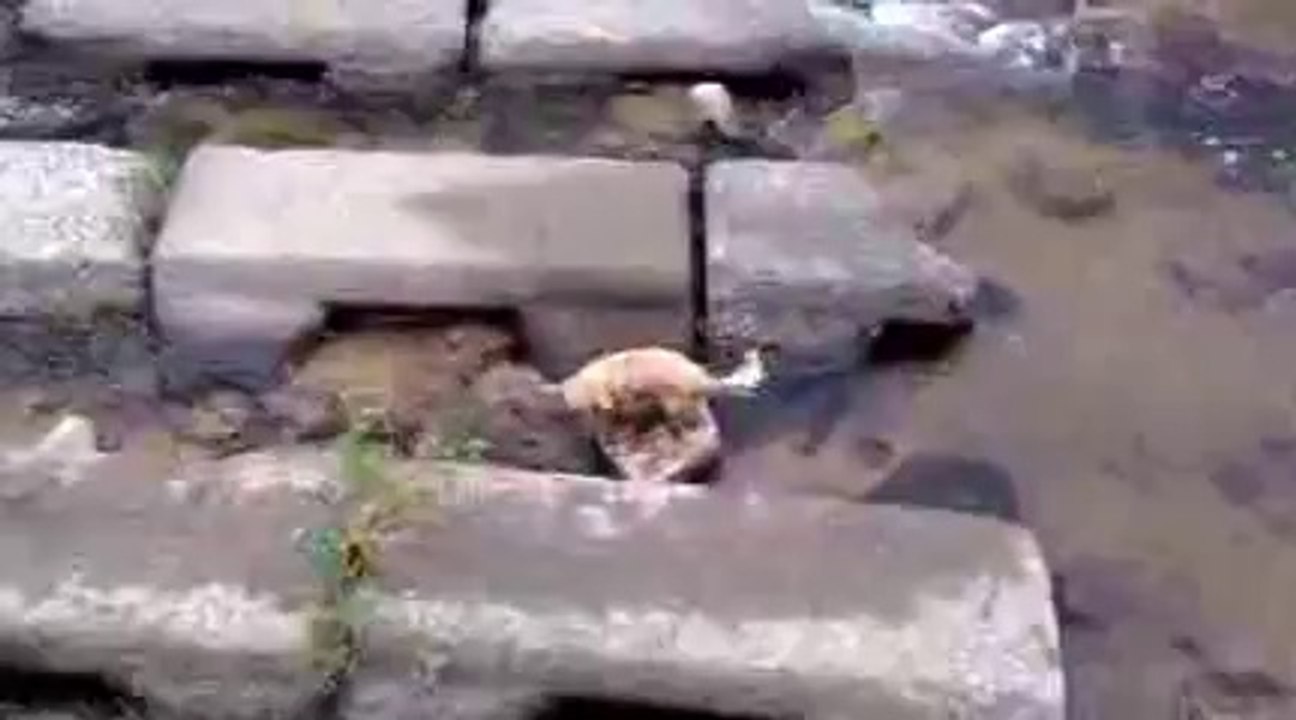 Caught this guy playing by himself