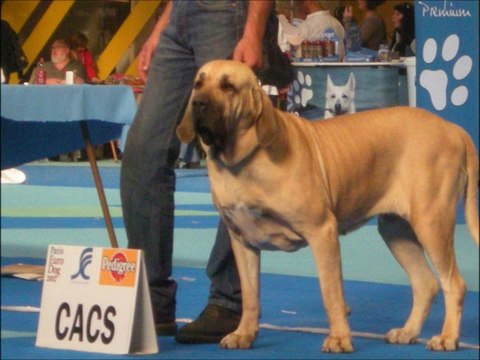 video photo de mes Fila Brasileiro