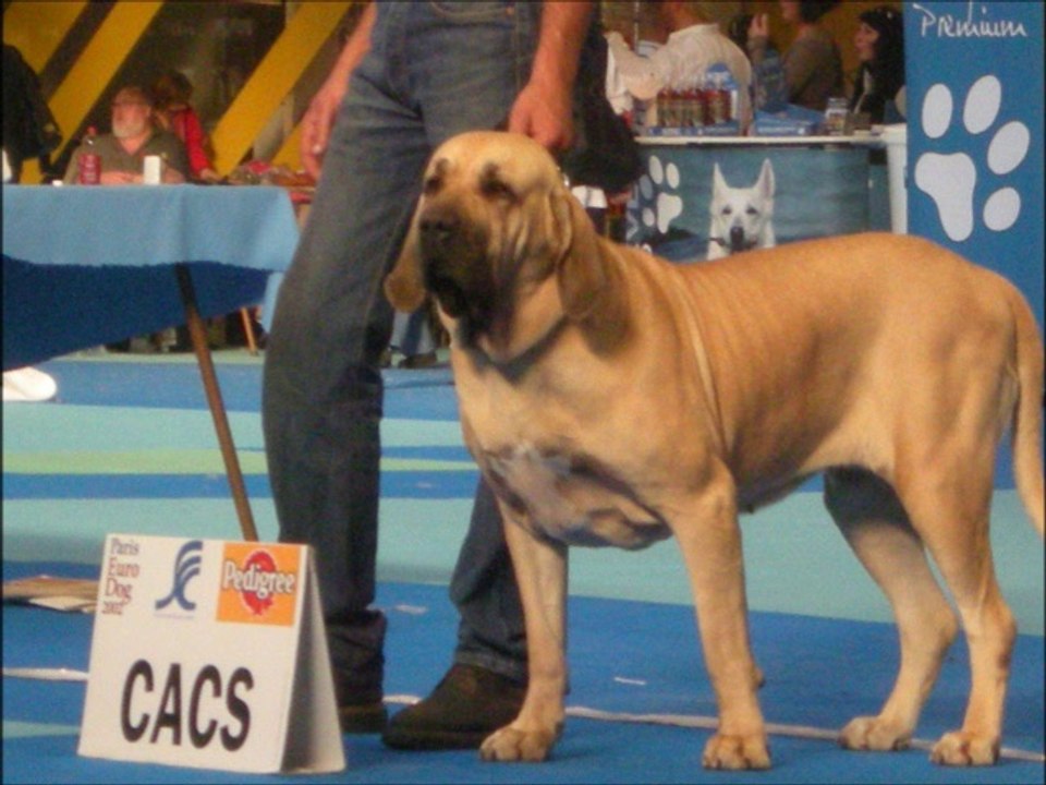 video photo de mes Fila Brasileiro
