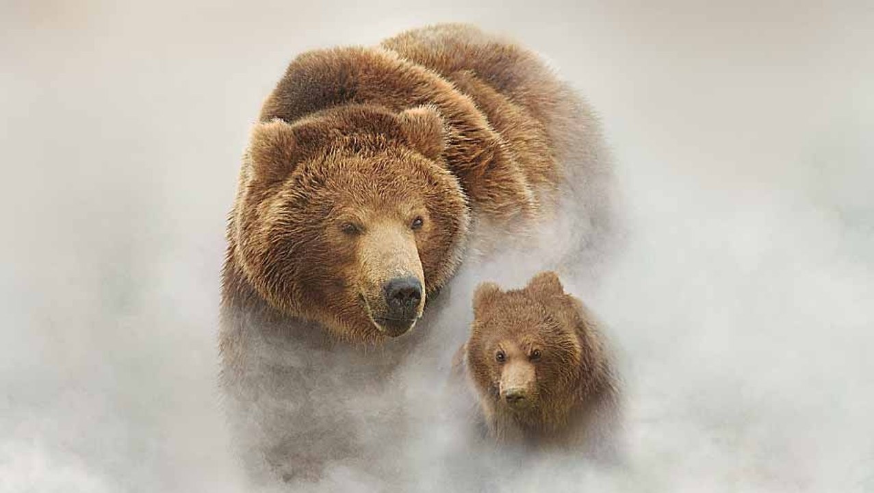 Terre des ours - Bande annonce HD
