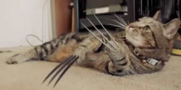 Funny Mutant Wolverine Kitten X-Men Parody!!