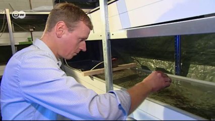 Vegetarian trout - altering diets in predator fish | Tomorrow Today