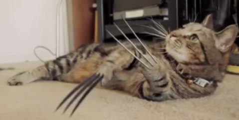 Le nouveau mutant des X-Men... Wolverine-CHAT!!