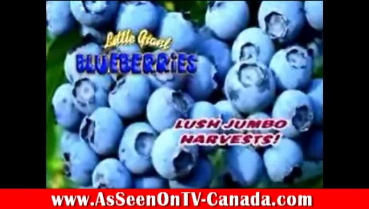 Little Giant Blueberries As Seen on TV