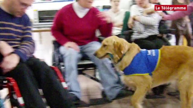 Pont-l'Abbé. Isard fait le spectacle