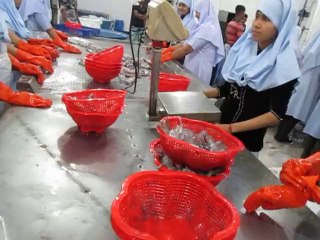 Squid Processing (Blue Marine Fishries)