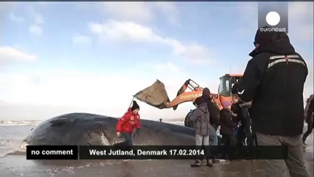 Two whales found stranded in Denmark