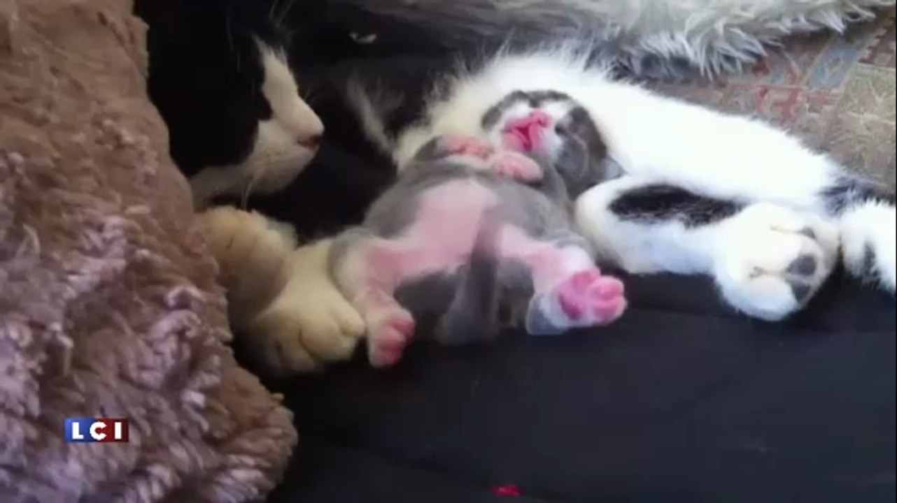 petit chat entrain de faire un reve