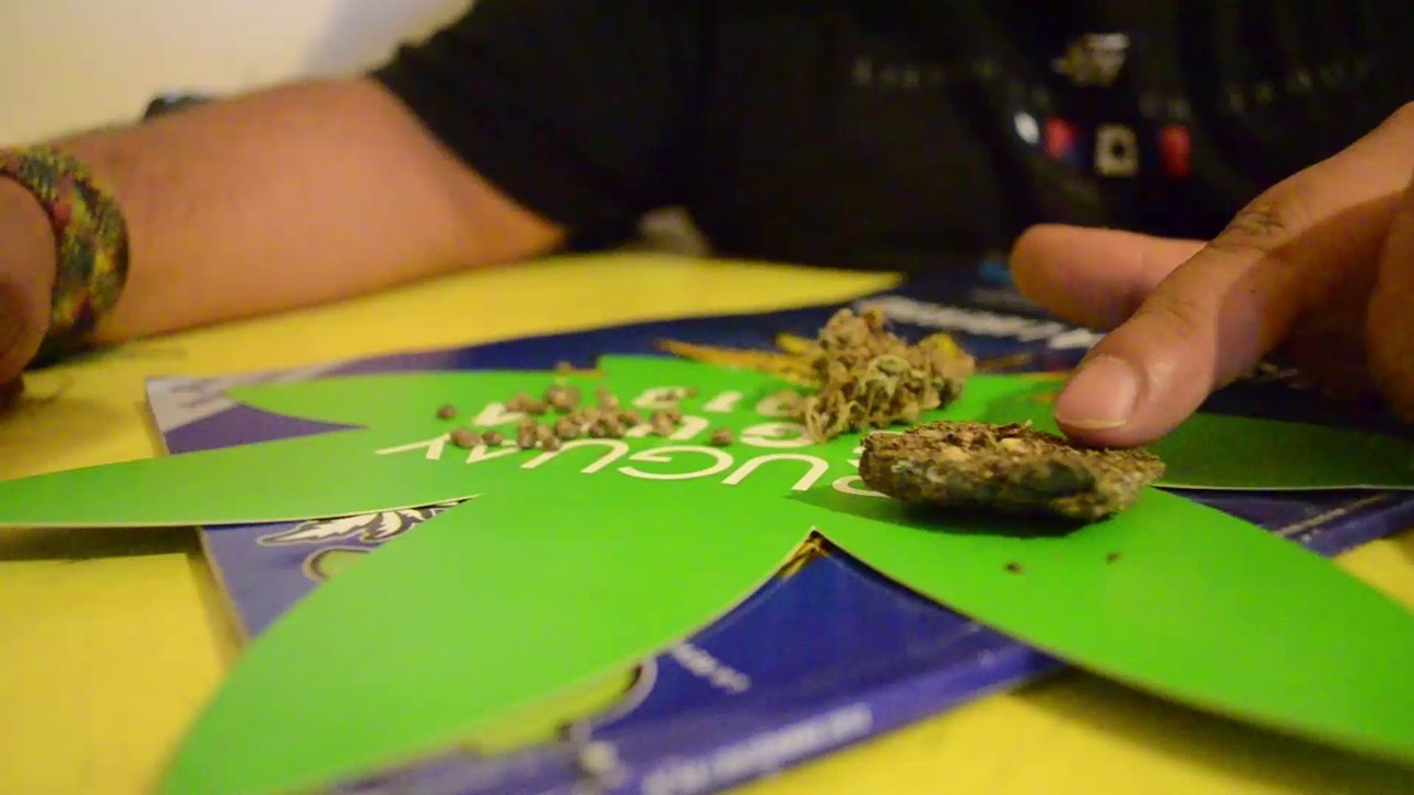 Taller de marihuana