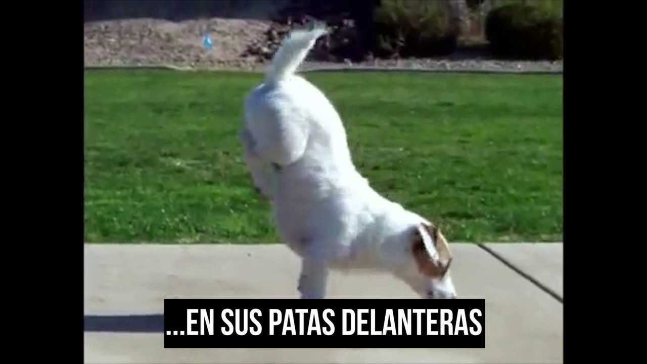 10 Cosas Que Usted Desea Que Su Perro Puede Hacer!