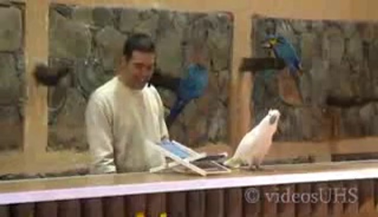 unbelievable parrots