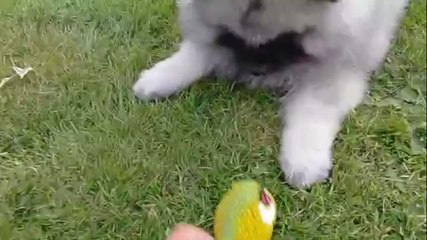 Keeshond Puppy Loves His New Toy