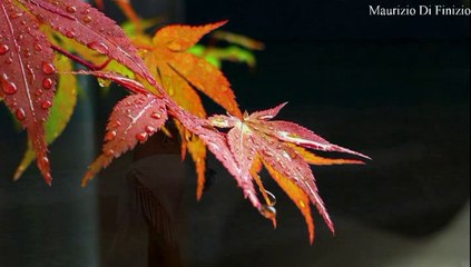 A Whiter Shade of Pale