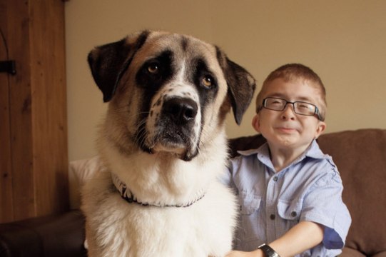 Owen et Haatchi : l'amitié entre un enfant handicapé et un chien à 3 pattes