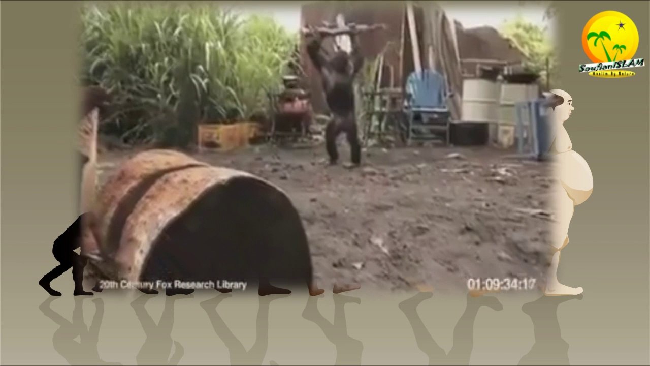 L'homme (l'athée !) descend-t-il du singe ! La réponse_il fait partie des singes