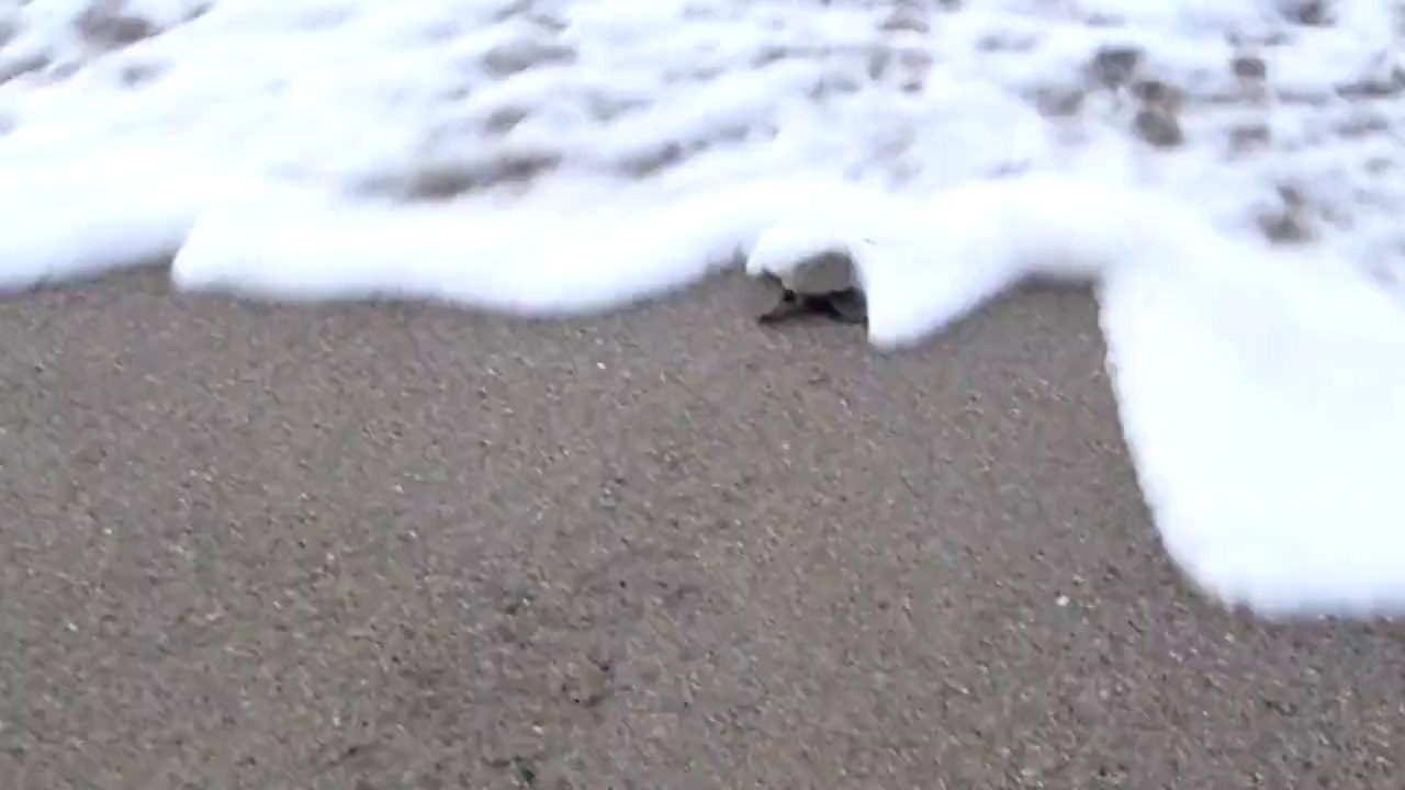 Arrivee a l ocean d un bebe tortue