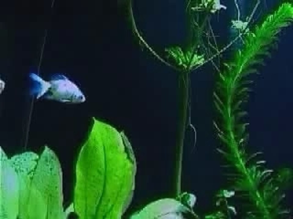 FishTank
