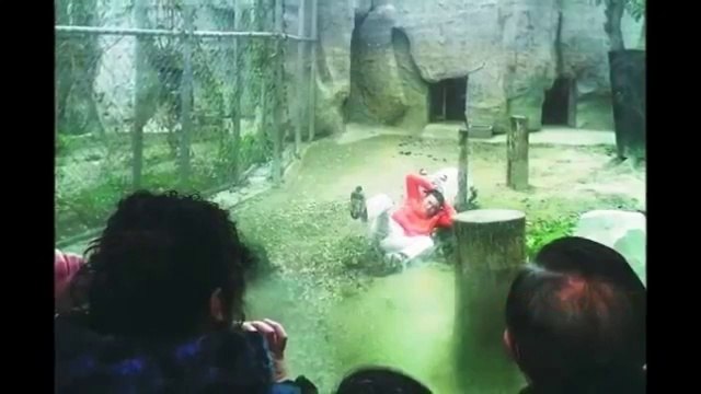 Un chinois s’offre comme nourriture à des tigres (CHOC)