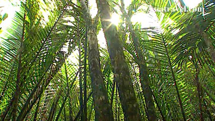 Bako River Kuching, Malaysia by Asiatravel.com
