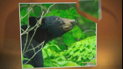 Visiting the Florida Everglades