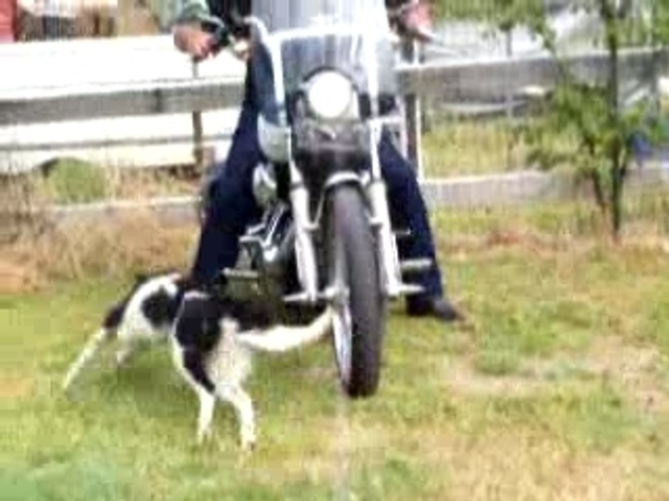harley davidson le chien
