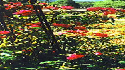 Dorneywood Garden Hemel Hempstead Hertfordshire