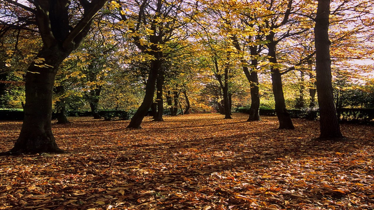 Whipsnade Tree Chathedral Letchworth Garden City Hertfordshire