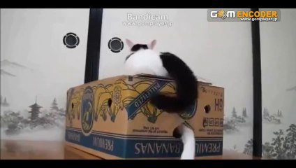 先進のＦＸビクトリーメソッド【アドバンス】実践検証 トレード 動画 成績 実績 特典 購入 FX 初心者 レビュー 使い方 勝つ ブログ 暴露 体験 評価 評判 必勝 詐欺