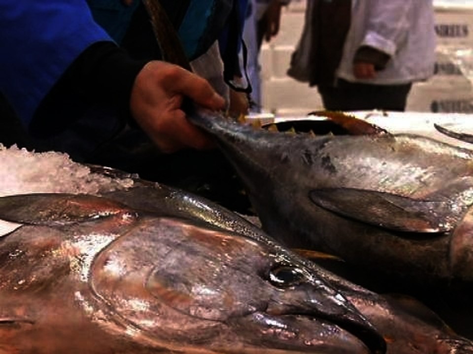 Les intempéries à répétition ont fait augmenter les prix du poisson - 18/02
