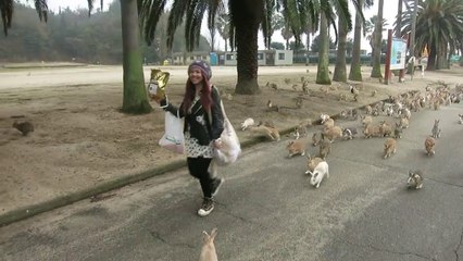 Japonya'da Tavşan Adası Okunoshima