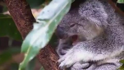 Wildlife-koala bear