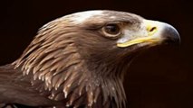 Cotswold Falconry Centre Dursley Gloucestershire