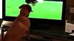 Confused Dog Watches Dog Competition on TV