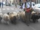 Beauvais : les moutons envahissent le centre-ville