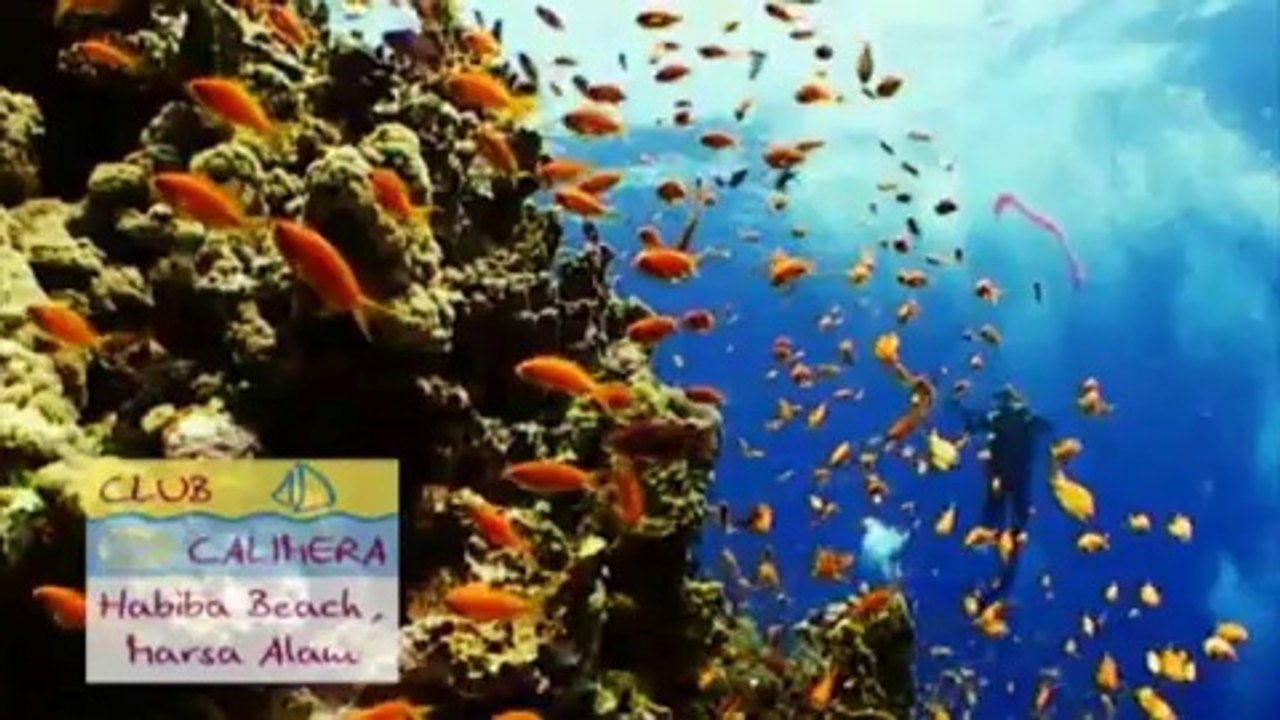 CLUB CALIMERA Habiba Beach in Ägypten Clubhotels