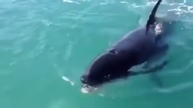 Fishing a killer whale... Bigger than the fish expected!!