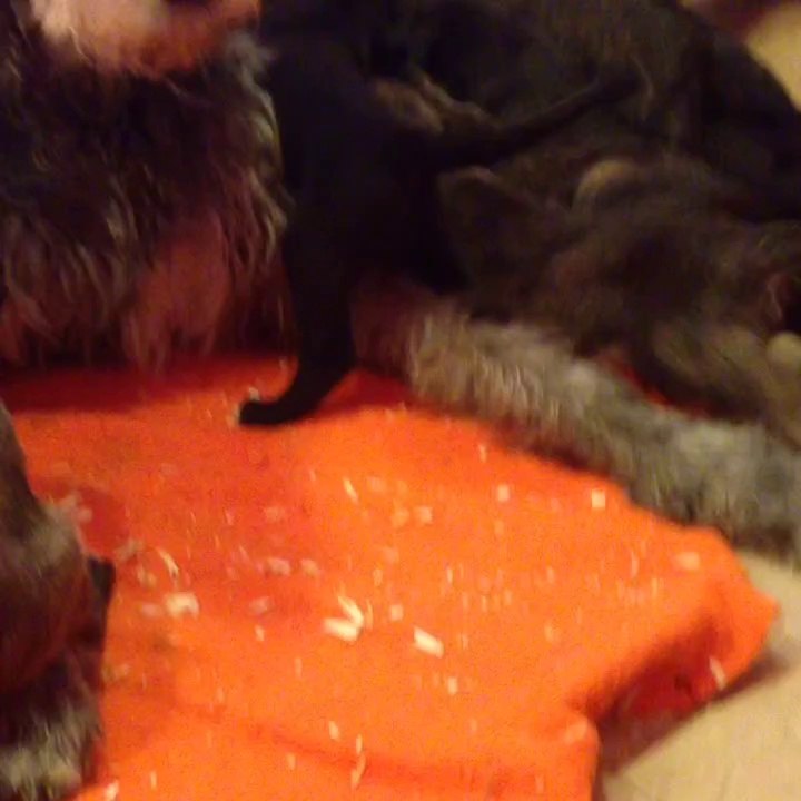 Chiots d Ennuskillen 2014 1 mois