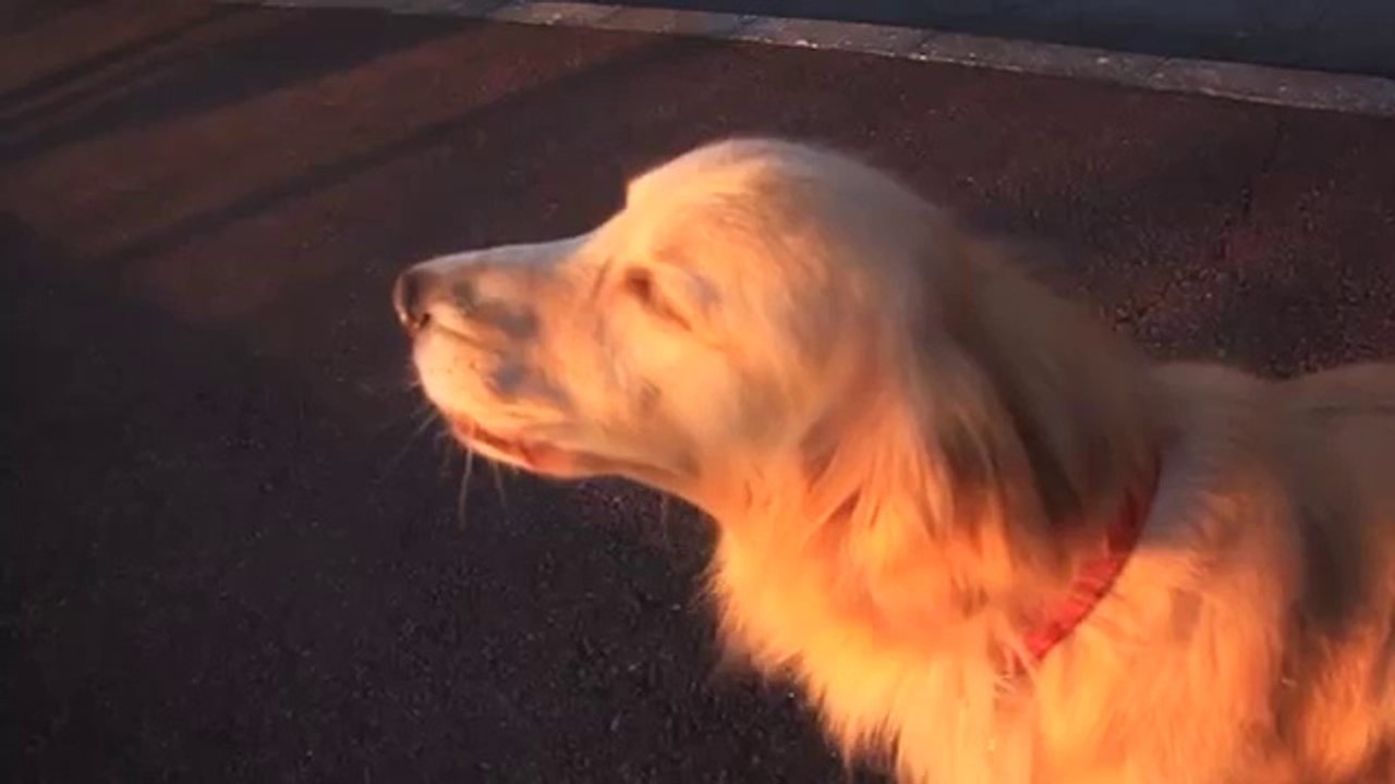 Hund immitiert eine Sirene