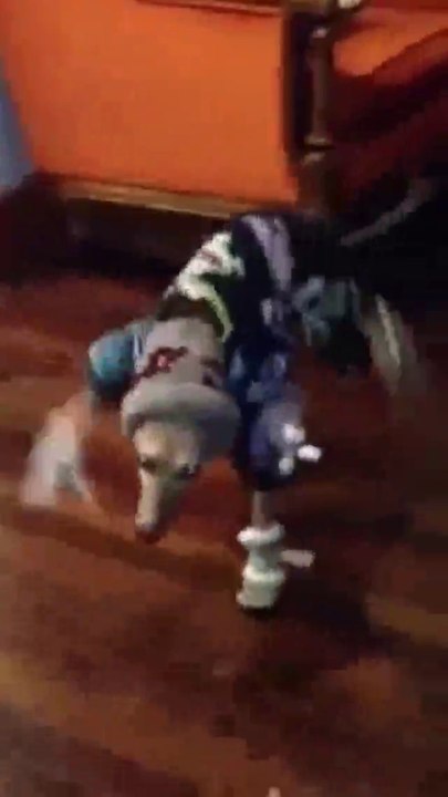 Hund ist für den Winter gerüstet