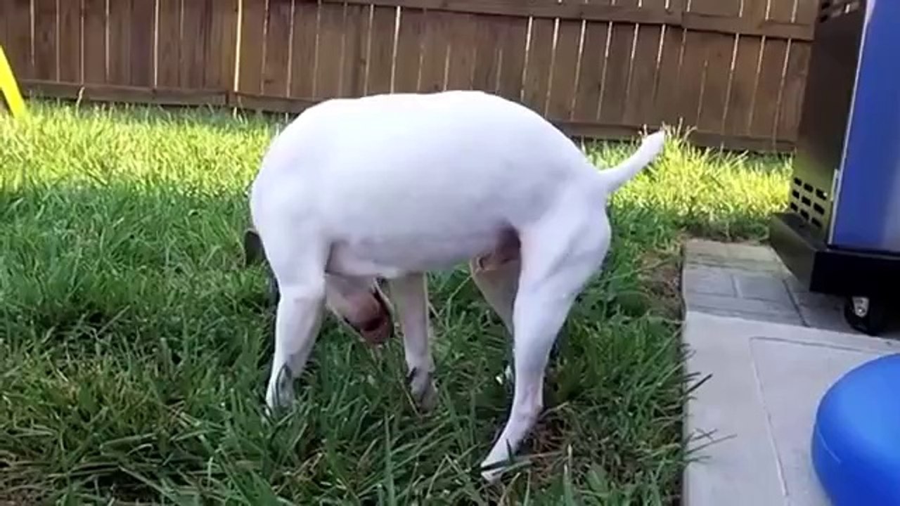 Hund mit kleinem Trinkproblem