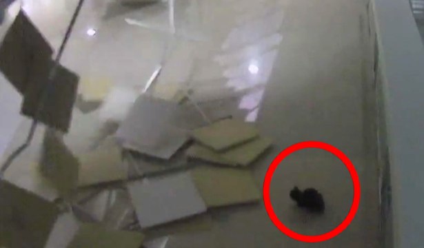 Sotchi : un chat détruit le toit d'une patinoire !