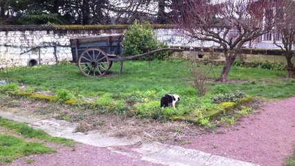 Elevage "Lords Of Cuzay" : Les bébés jouent dans la cour.