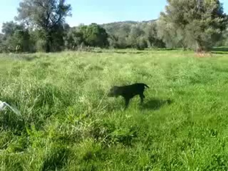 Yavru Kurzhaar ferma